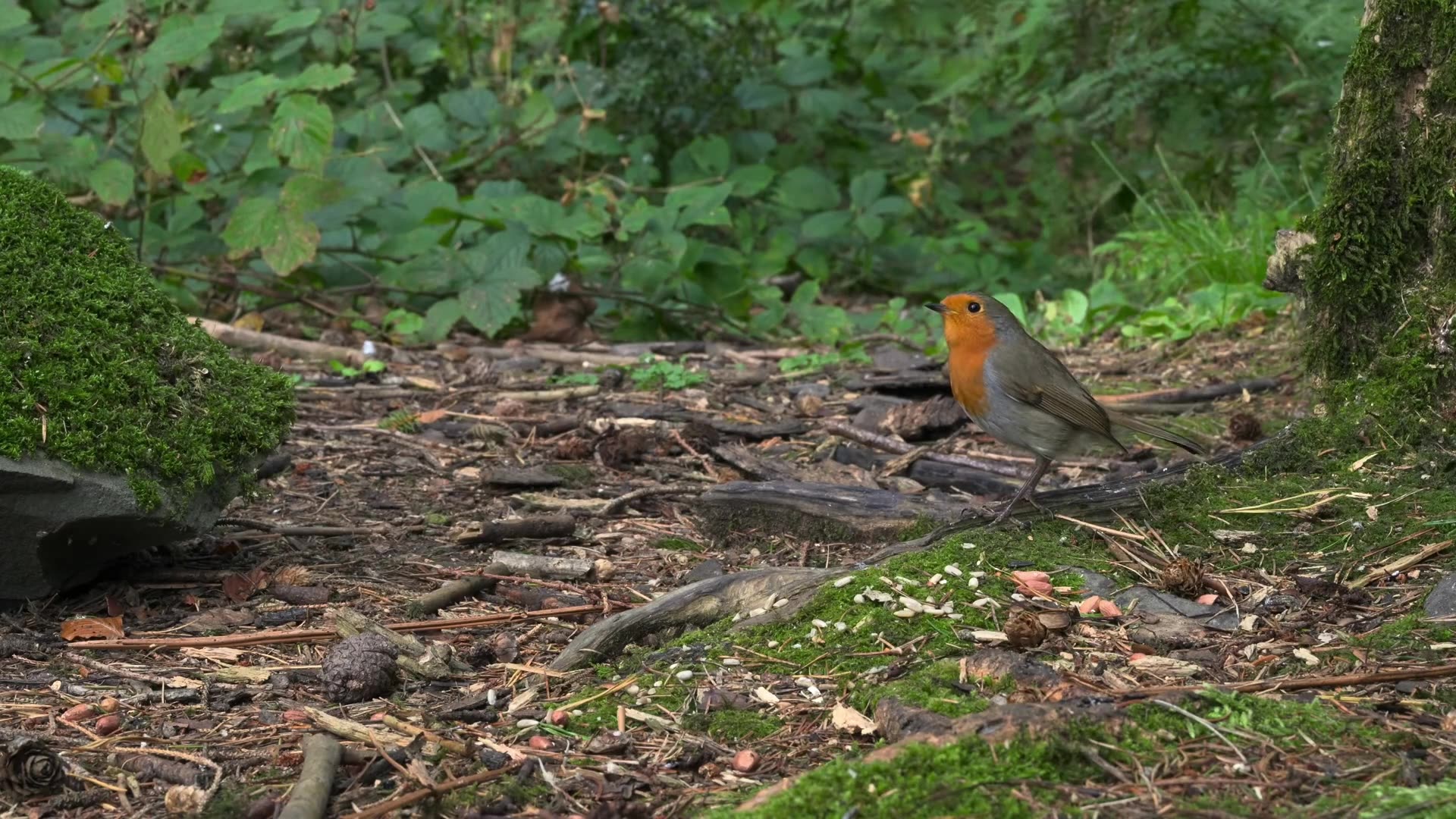 Live : Cat TV for Cats to Watch 😺 Cute Chipmunks, Birds, Squirrels 🐿 Nature Fun 4K HDR