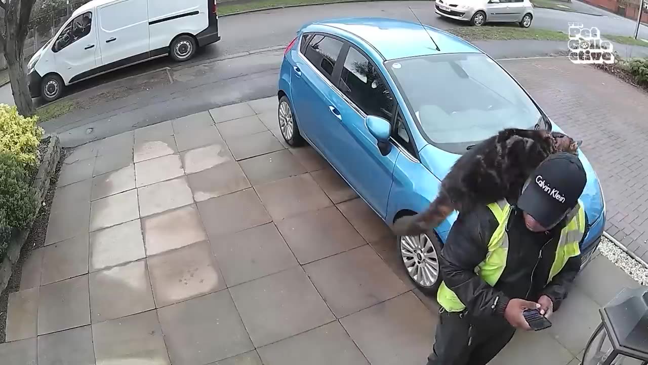 Pet Package Thieves 💥 _ Best Caught on Camera Moments