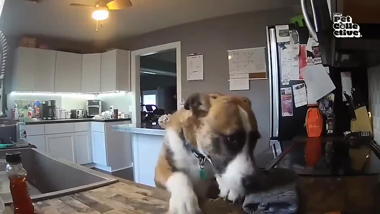 Show Us Your Baddies _ HILARIOUS Naughty Pet Compilation