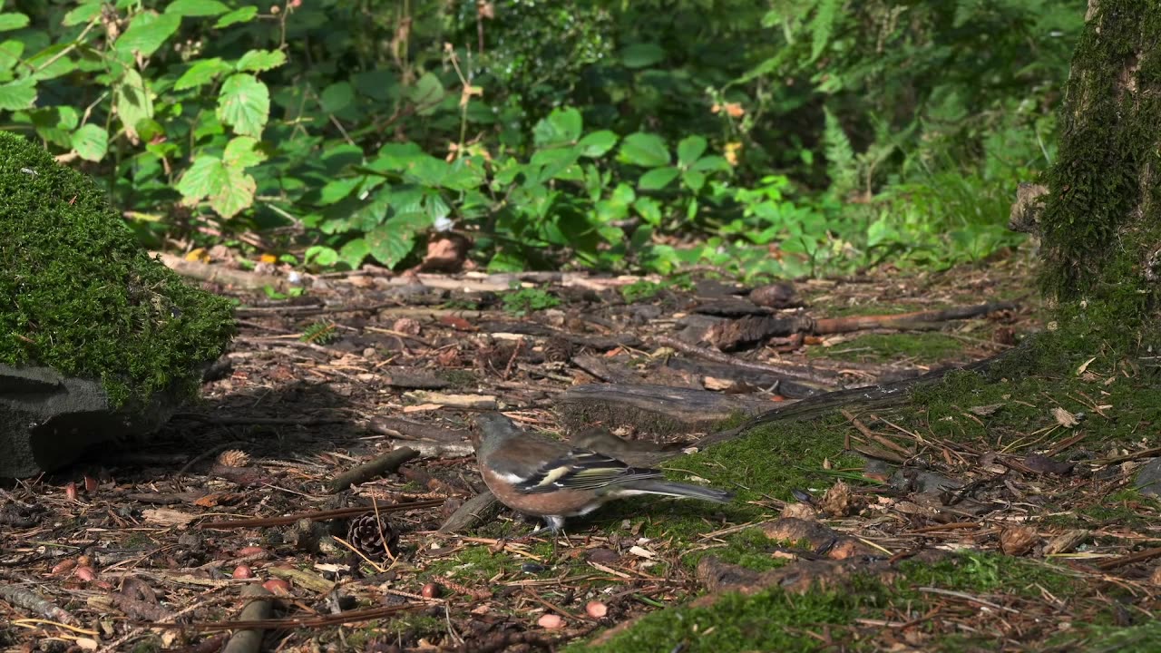 Live : Cat TV for Cats to Watch 😺 Cute Chipmunks, Birds, Squirrels 🐿 Nature Fun 4K HDR